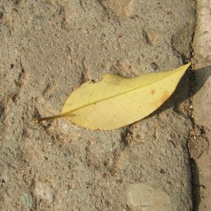 中国巨乳杂技三人组在线看
