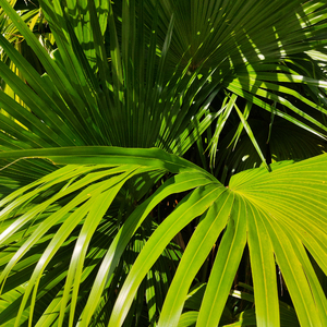 中国巨乳杂技三人组在线看
